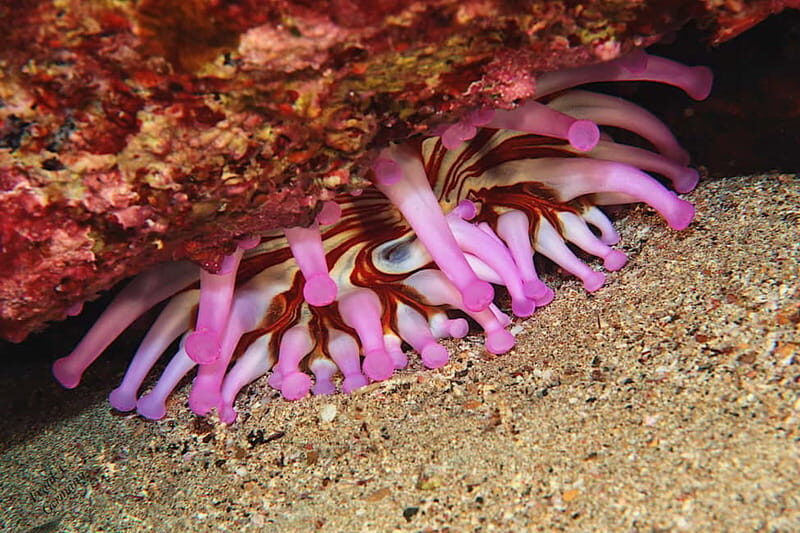 Lanzarote: Small-Group Discover Scuba Diving Costa Teguise - Transportation and Logistics