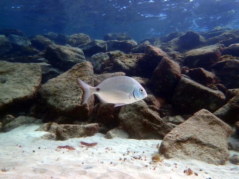 Lanzarote: Small-Group Discover Scuba Diving Costa Teguise - Price and Value