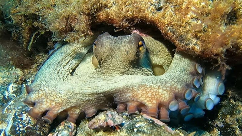 Lanzarote: Small-Group Discover Scuba Diving Costa Teguise - Who Should Consider This Activity?