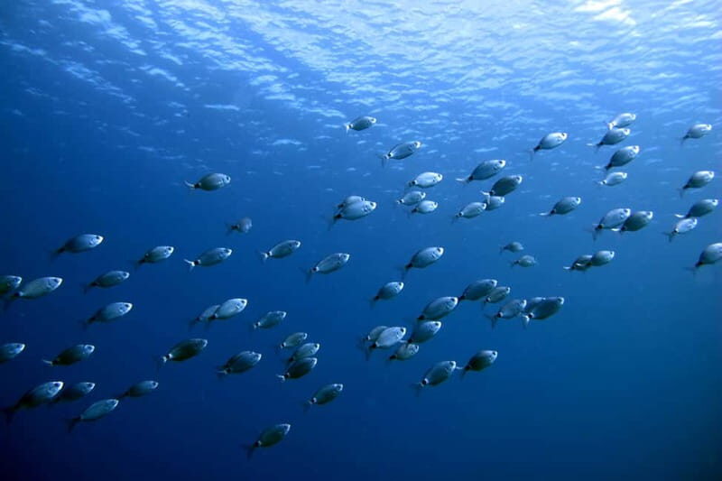 Lanzarote: Small-Group Discover Scuba Diving Costa Teguise - Final Thoughts