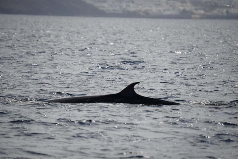 Lanzarote Sunset Experience with dolphin spotting - Why This Tour Stands Out