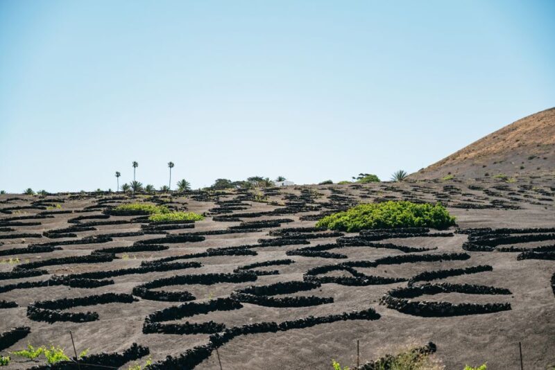 Lanzarote: Timanfaya National Park & La Geria Tour - Lanzarote: Timanfaya National Park & La Geria Tour – An Authentic Look at Volcanoes and Vineyards