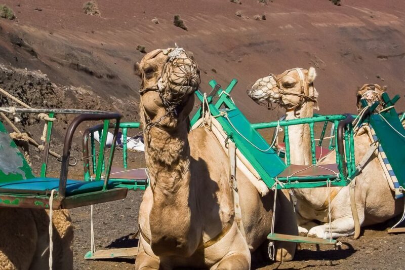 Lanzarote: Timanfaya National Park Volcanic Craters Tour - Lanzarote: Timanfaya National Park Volcanic Craters Tour
