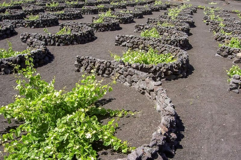 Lanzarote: Timanfaya National Park Volcanic Craters Tour - Who Will Love This Tour?