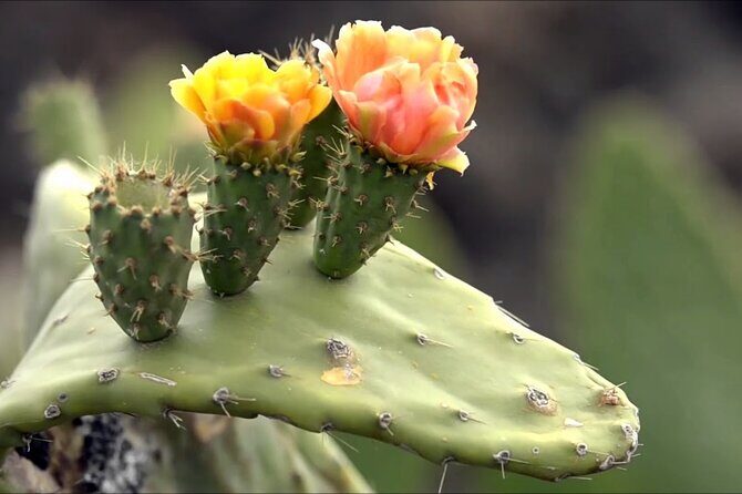 Lanzarote Tour: Lagomar Museum, Guatiza Cactus Garden & La Graciosa Island - Frequently Asked Questions