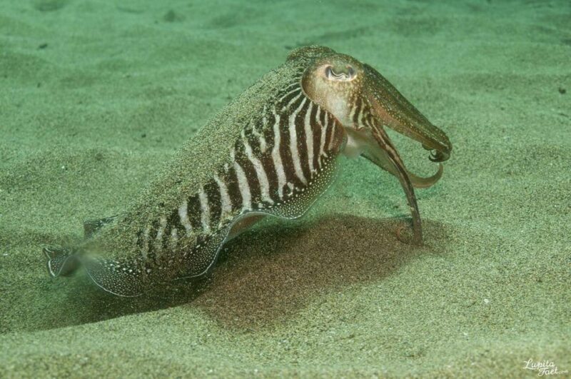Lanzarote: Try Scuba Diving Experience - Key Points
