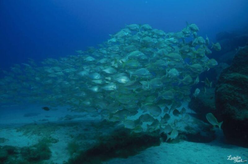 Lanzarote: Try Scuba Diving Experience - The Practical Side: What to Know Before You Go
