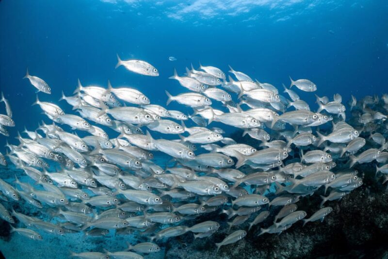 Lanzarote: Try Scuba Diving for Beginners - 2 Dives - Possible Drawbacks or Considerations