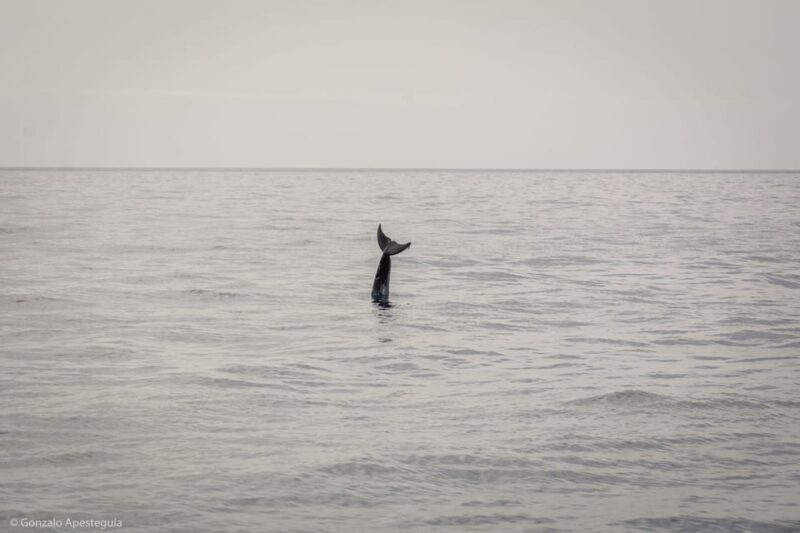 Lanzarote: Whale and Dolphin Watching Eco-Friendly Catamaran - An In-Depth Look at the Lanzarote Eco-Friendly Whale and Dolphin Tour