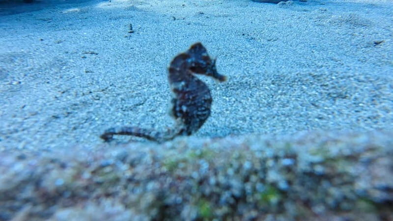 Lanzarote Your First Scuba Diving Experience - An Authentic Introduction to Lanzarote’s Marine World