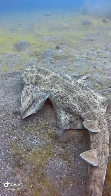 Lanzarote Your First Scuba Diving Experience - The Sum Up