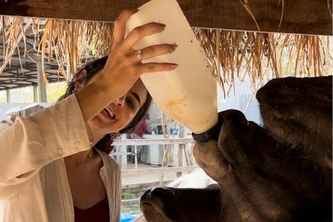 Laos Buffalo Dairy Tours Interact, Learn and Taste Fresh Flavors - Key Points