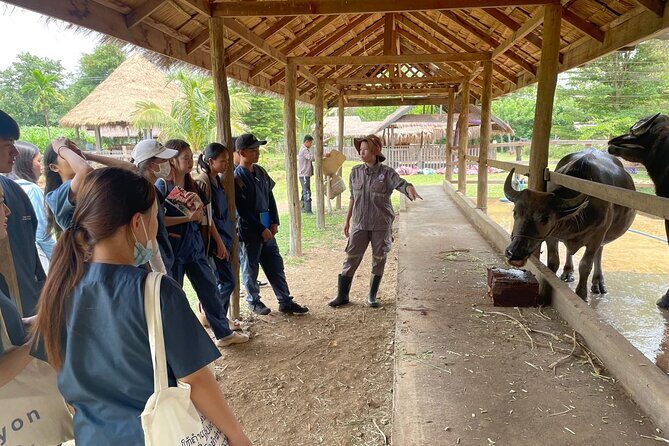 Laos Buffalo Dairy Tours Interact, Learn and Taste Fresh Flavors - FAQ
