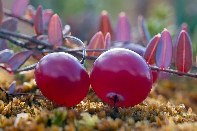 Lapland Berry Day Experience - A Taste of Arctic Wilderness: Lapland Berry Day Experience