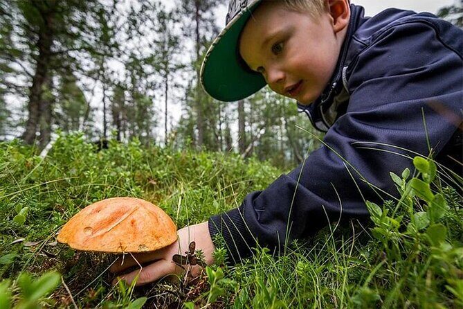 Lapland Berry Day Experience - Key Points