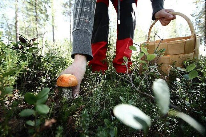 Lapland Berry Day Experience - Frequently Asked Questions