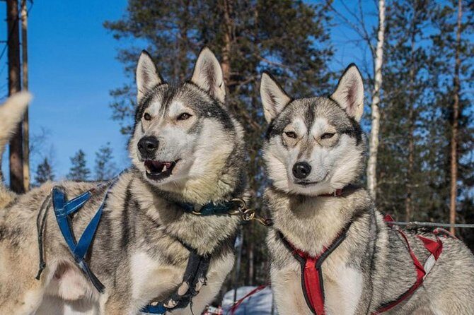 Lapland Reindeer and Husky Safari from Levi - Key Points