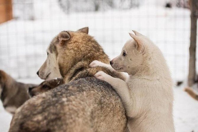 Lapland Reindeer and Husky Safari from Levi - In-Depth Review of the Reindeer and Husky Safari