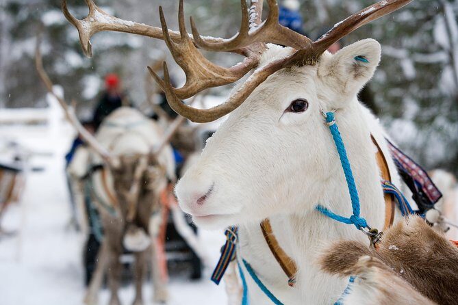 Lapland Reindeer and Husky Safari from Rovaniemi - Final Thoughts