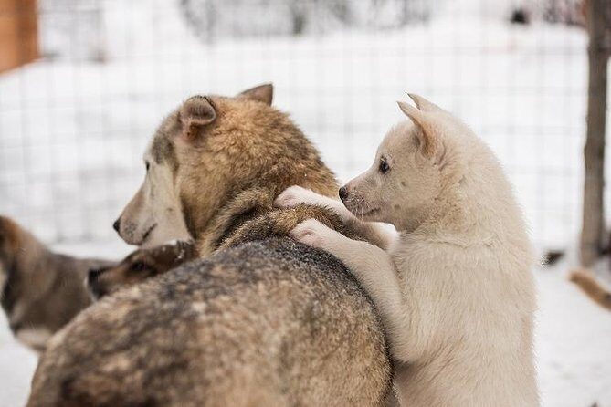 Lapland Reindeer and Husky Safari from Rovaniemi - Frequently Asked Questions
