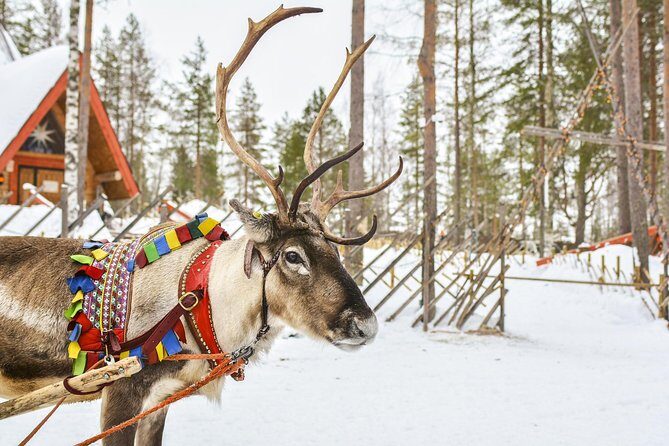 Lapland Reindeer Safari from Rovaniemi - The Value and Who It Fits Best