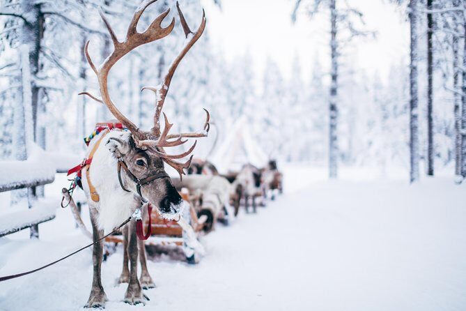 Lapland Reindeer Safari from Rovaniemi - An In-Depth Look at the Itinerary