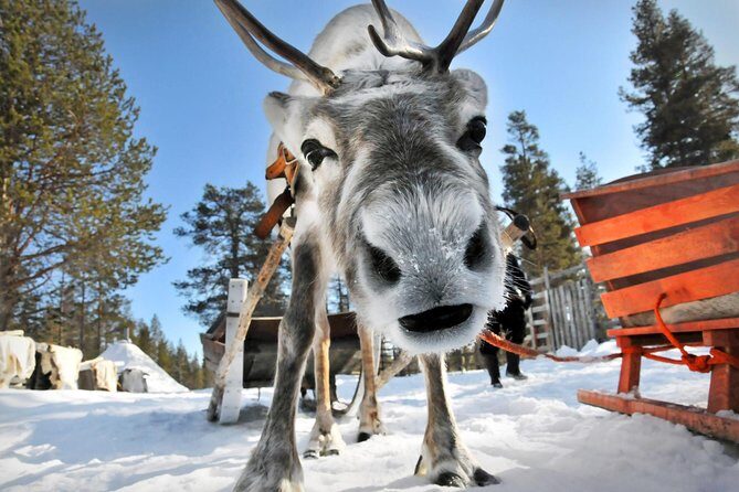 Lapland Reindeer Safari from Rovaniemi - Authenticity and Ethical Considerations