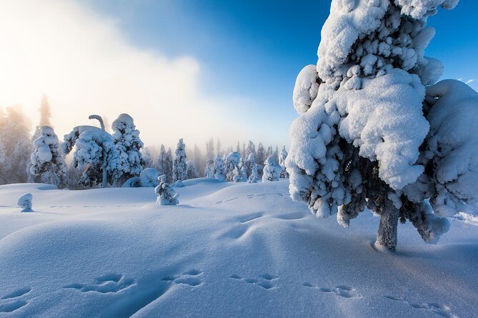 Lapland Snowmobile Safari from Levi - The Practical Side: What You Need to Know