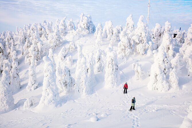 Lapland Winter Experience - Learning About Arctic Flora, Fauna, and Survival Skills