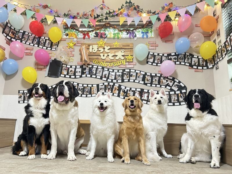 Large Dog interaction experience in Tokyo Hotto Hito Inu - At a glance