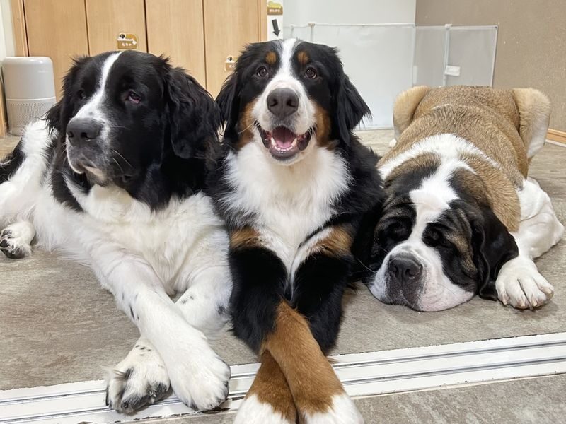 Large Dog interaction experience in Tokyo Hotto Hito Inu - Big dogs, close up