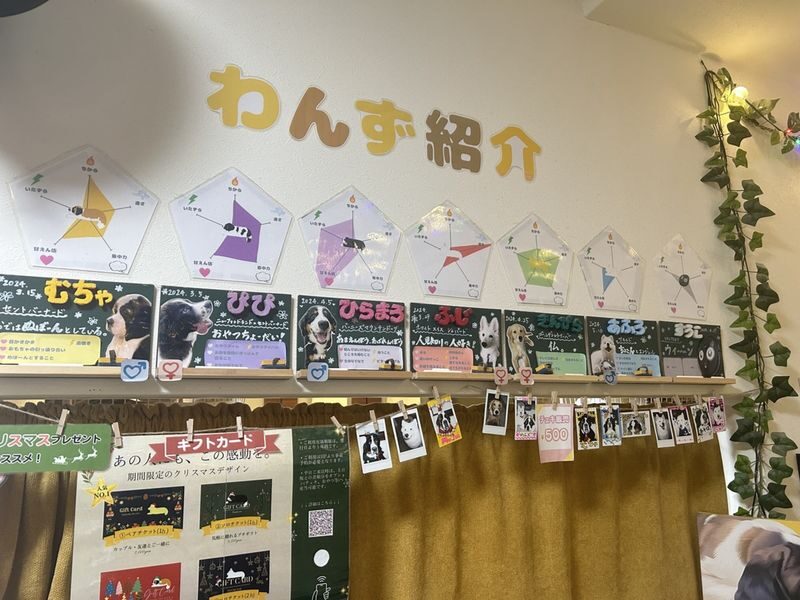 Large Dog interaction experience in Tokyo Hotto Hito Inu - What happens during the hour