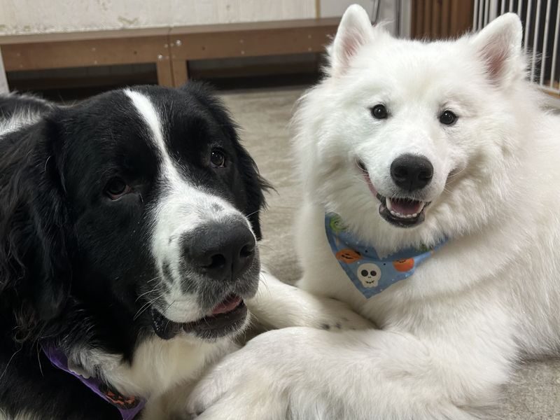 Large Dog interaction experience in Tokyo Hotto Hito Inu - Should you book it?