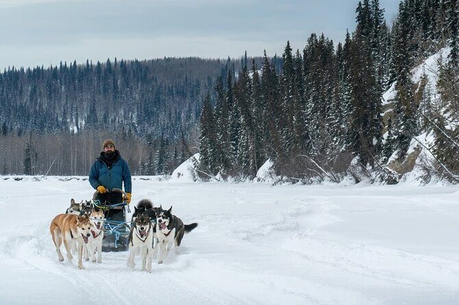 Large Groups for Mushing Activity - Experience Large Group Dog Mushing in Fairbanks