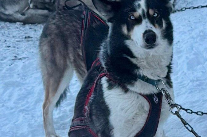 Large Groups for Mushing Activity - Who Should Consider This Tour?