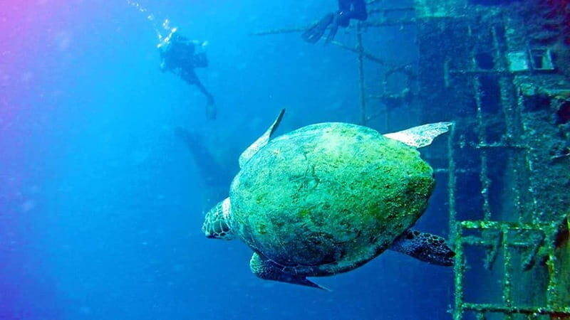 Larnaca: Private Zenobia Beginners Divers - What’s Included and What to Bring