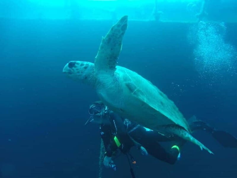 Larnaca: Zenobia Qualified Divers - Who Is This Tour Best Suited For?
