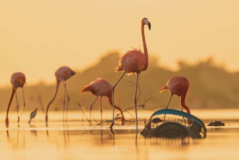Las Coloradas and Ría Lagartos - The Ride to the Surreal: Starting at Las Coloradas