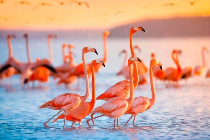 Las Coloradas and Rio Lagartos only from Merida - How the Experience Adds Value