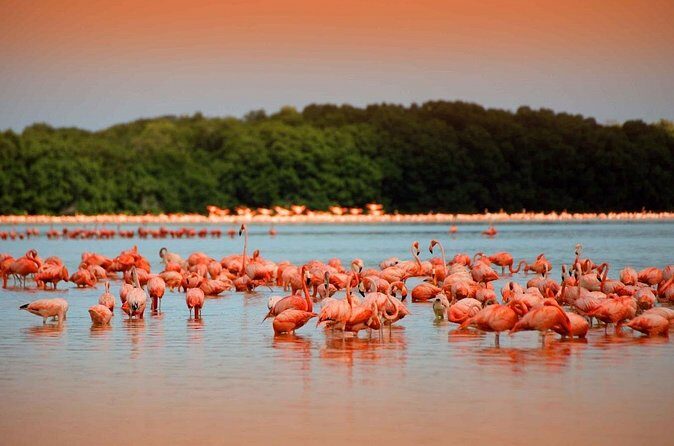 Las Coloradas and Rio Lagartos only from Merida - FAQ