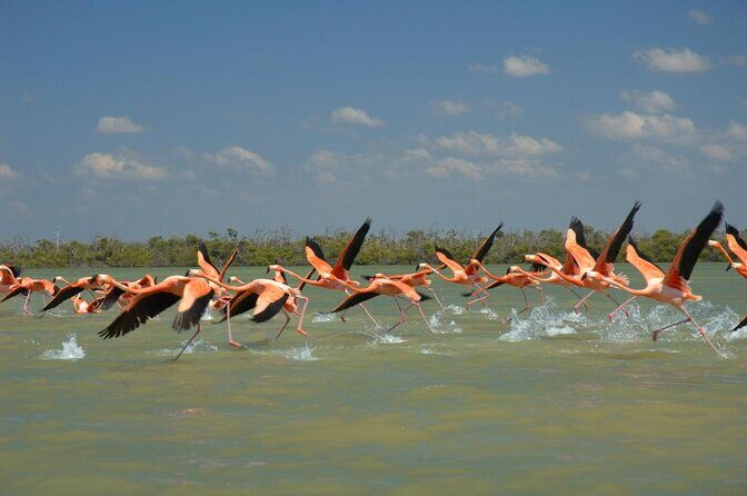 Las Coloradas and Rio Lizards private tour from Valladolid - An Authentic Day Exploring Rio Lagartos and Las Coloradas from Valladolid