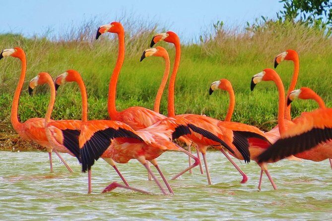 Las Coloradas - Discovering Las Coloradas and Rio Lagartos: An Authentic Mexican Day Trip