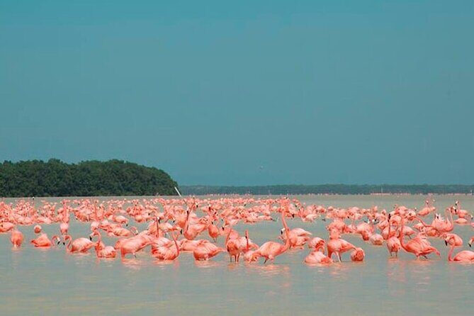 Las Coloradas Pink Lake &Rio Lagartos Adventure from Riviera Maya - FAQ