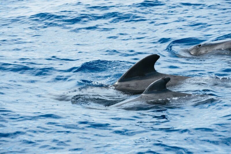 Las Galletas: Whale & Dolphin Tour with Local Skipper - FAQs