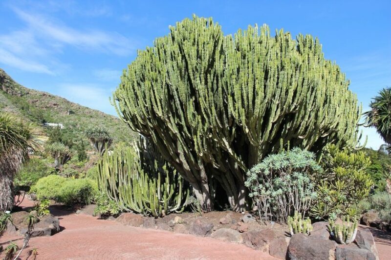 Las Palmas, Botanical Gardens and Bandama Volcano Tour - Who Will Enjoy This Tour?