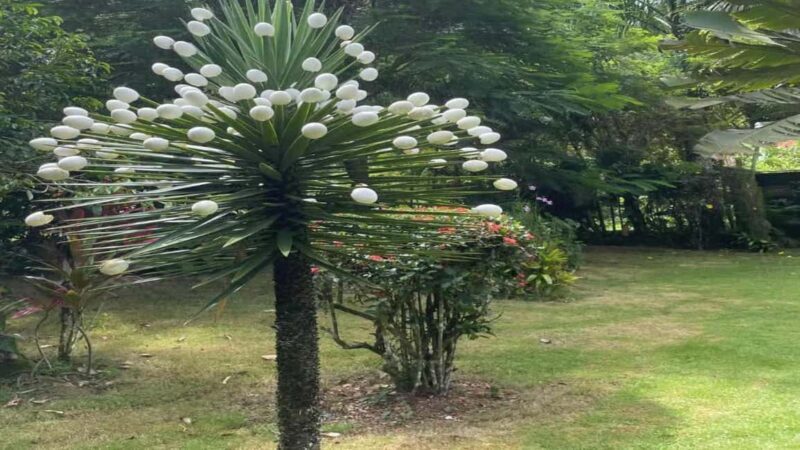 Las Terrenas: ATV Tour with Farm Visit and Beach Stop - Final Thoughts