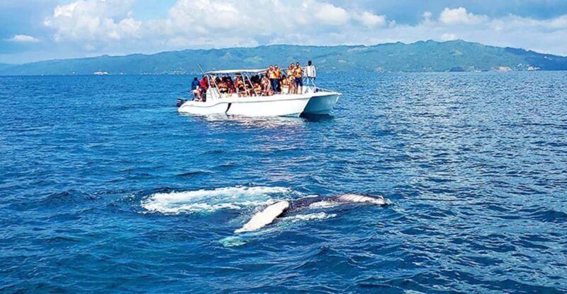Las Terrenas: Whale Watching and Cayo Levantado Island Tour - Las Terrenas: Whale Watching and Cayo Levantado Island Tour