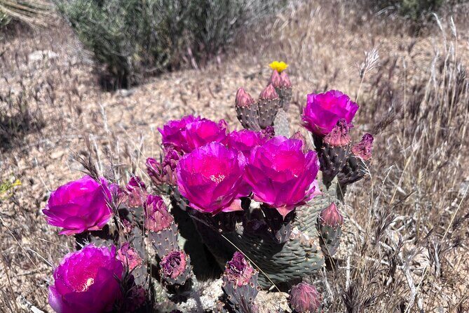 Las Vegas ATV Tour with Free Transportation - FAQ: Your Questions Answered