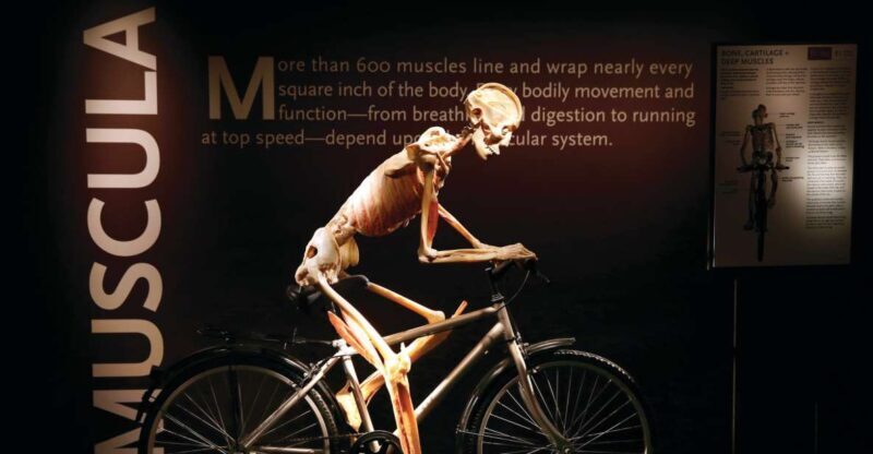 Las Vegas: BODIES | The Exhibition at the Luxor - An Honest Look at the Experience