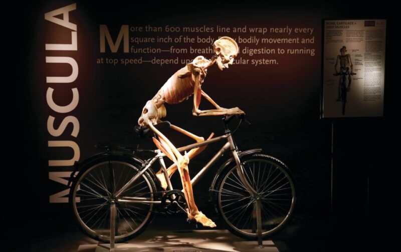 Las Vegas: BODIES | The Exhibition at the Luxor - Final Thoughts: The Value of This Experience
